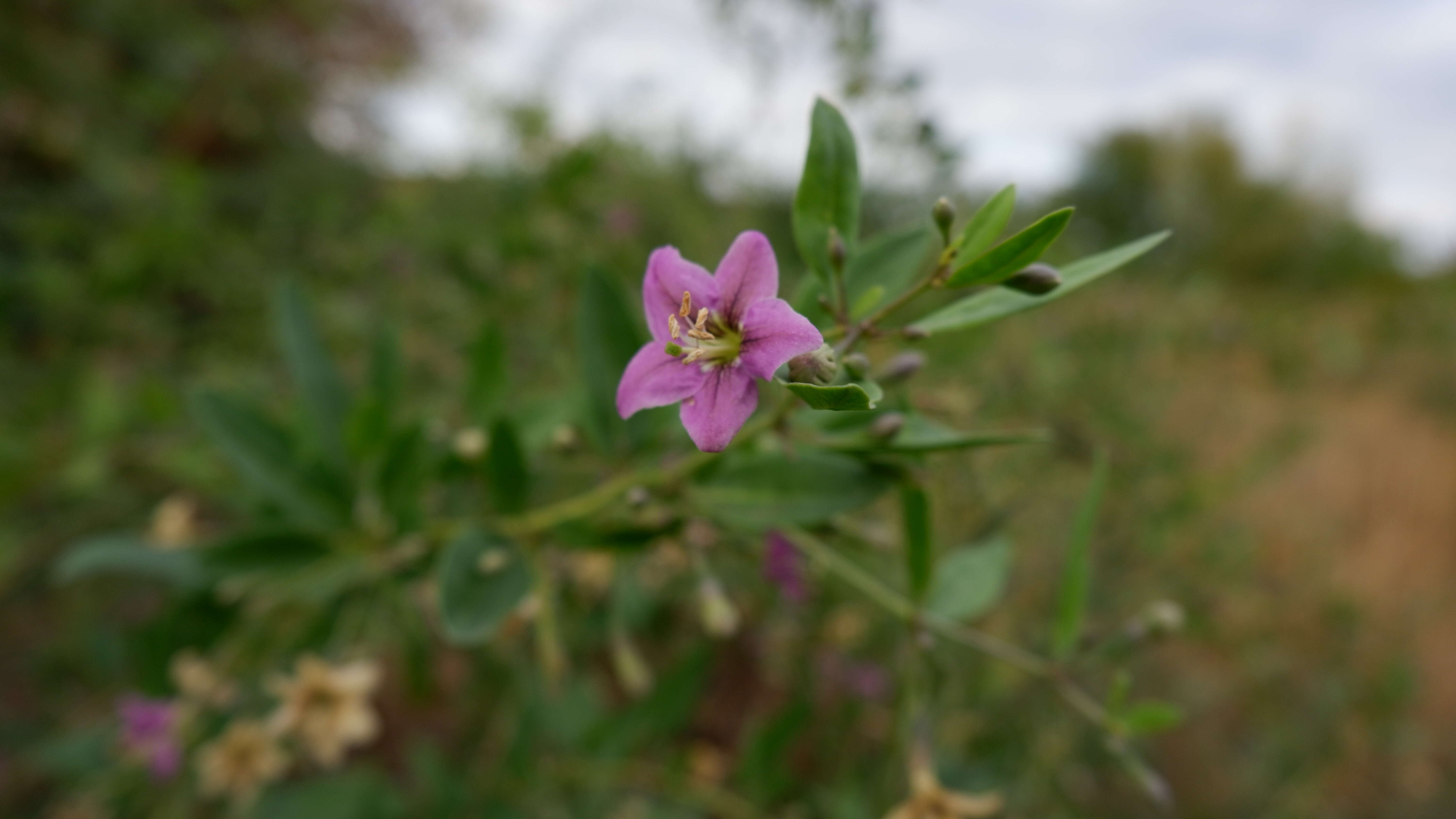 Image of matrimony vine