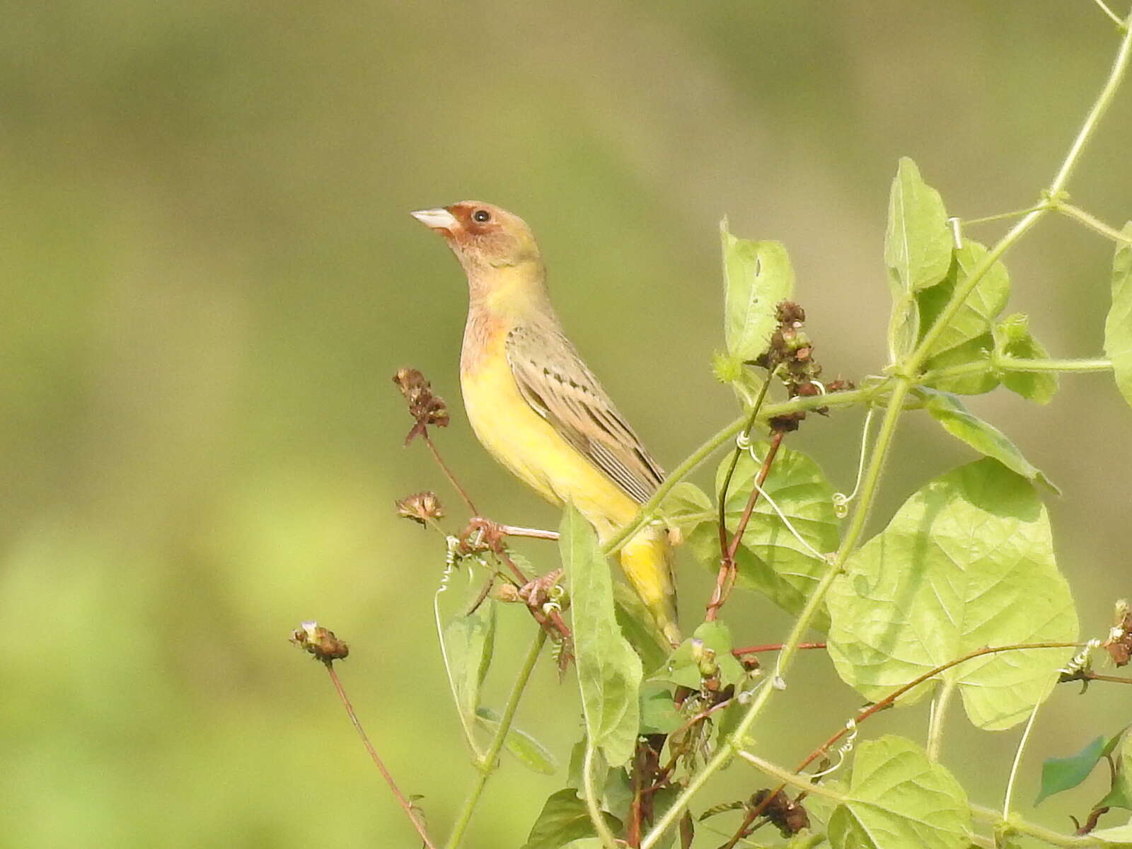 Image of Brown-headed Bunting