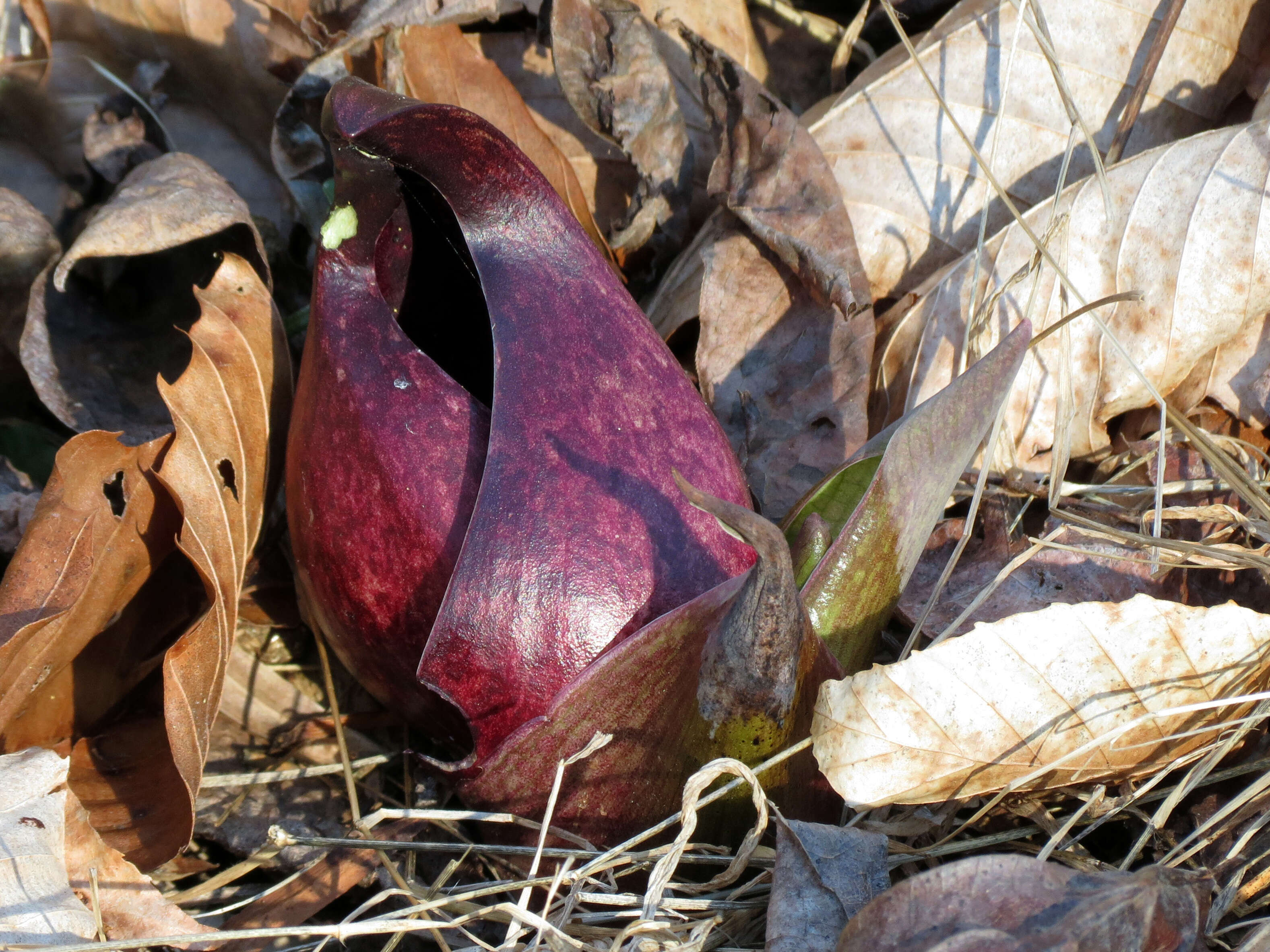 Image of Clumpfoot Cabbage