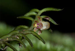 Image of Gastrochilus kadooriei Kumar, S. W. Gale, Kocyan, G. A. Fisch. & Aver.