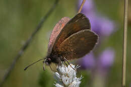 Image of Lesser Mountain Ringlet