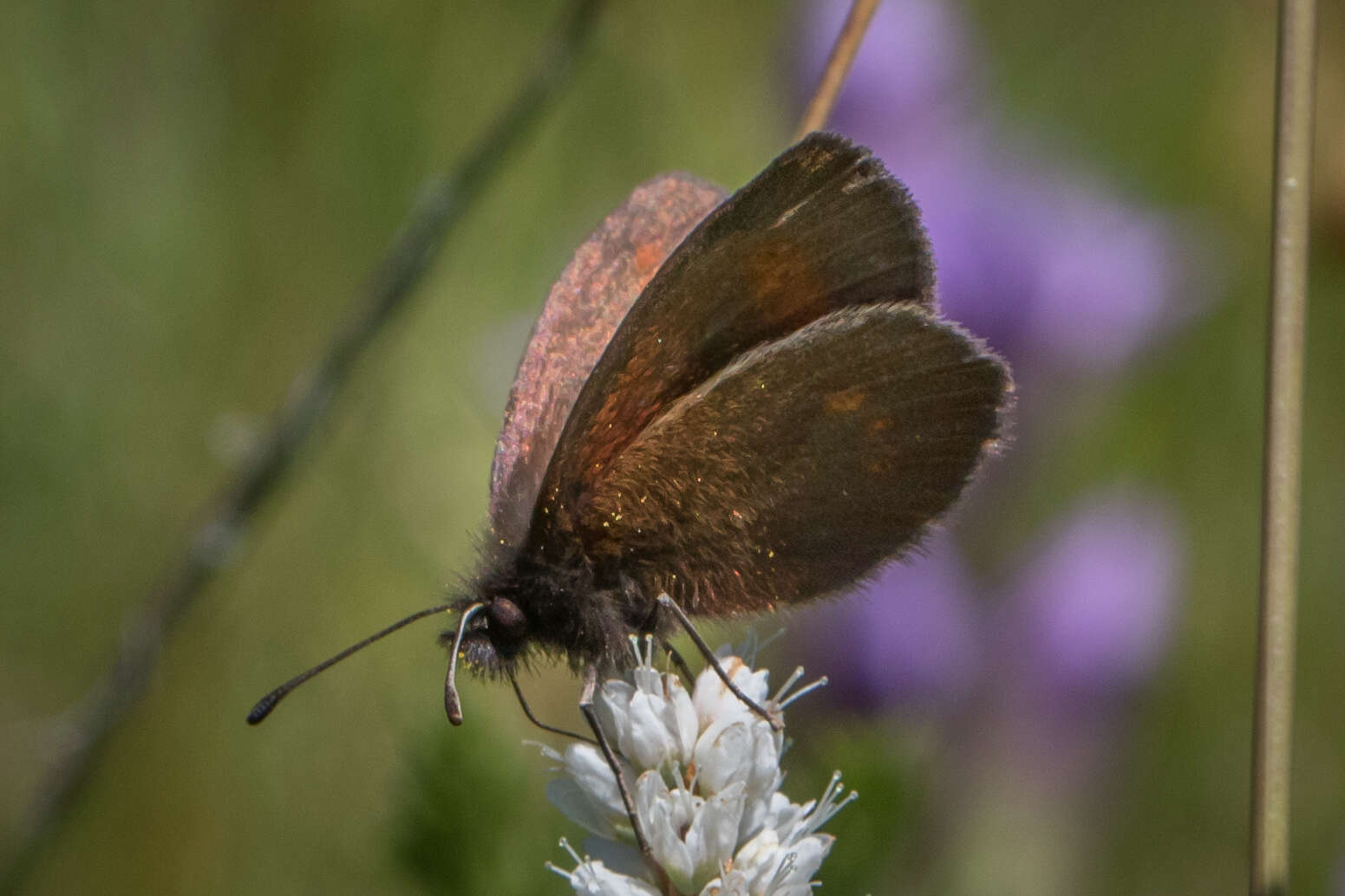 Image of Lesser Mountain Ringlet