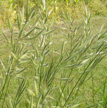 Imagem de Bromus lanceolatus Roth