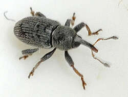 Image of Clover Seed Weevil