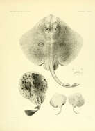 Image of Electric ray