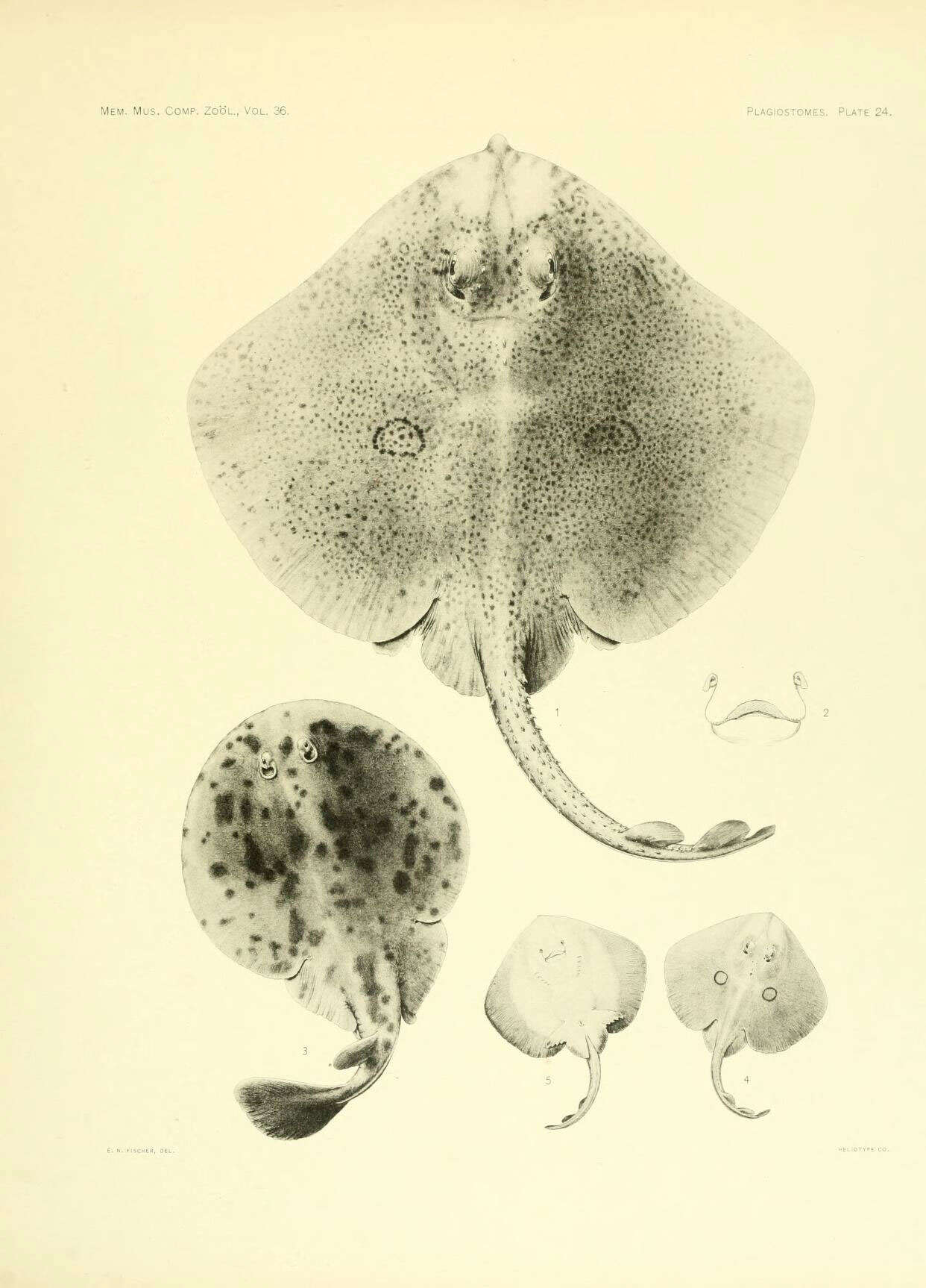 Слика од Narke japonica (Temminck & Schlegel 1850)