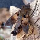 Image de Macroglossum semifasciata Hampson (1893)