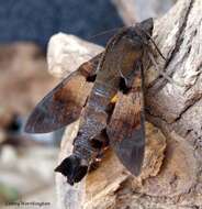 Image of Macroglossum semifasciata Hampson (1893)