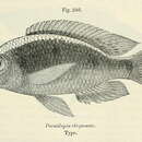 Image de Copadichromis chrysonotus (Boulenger 1908)