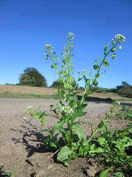 Image of field pennycress