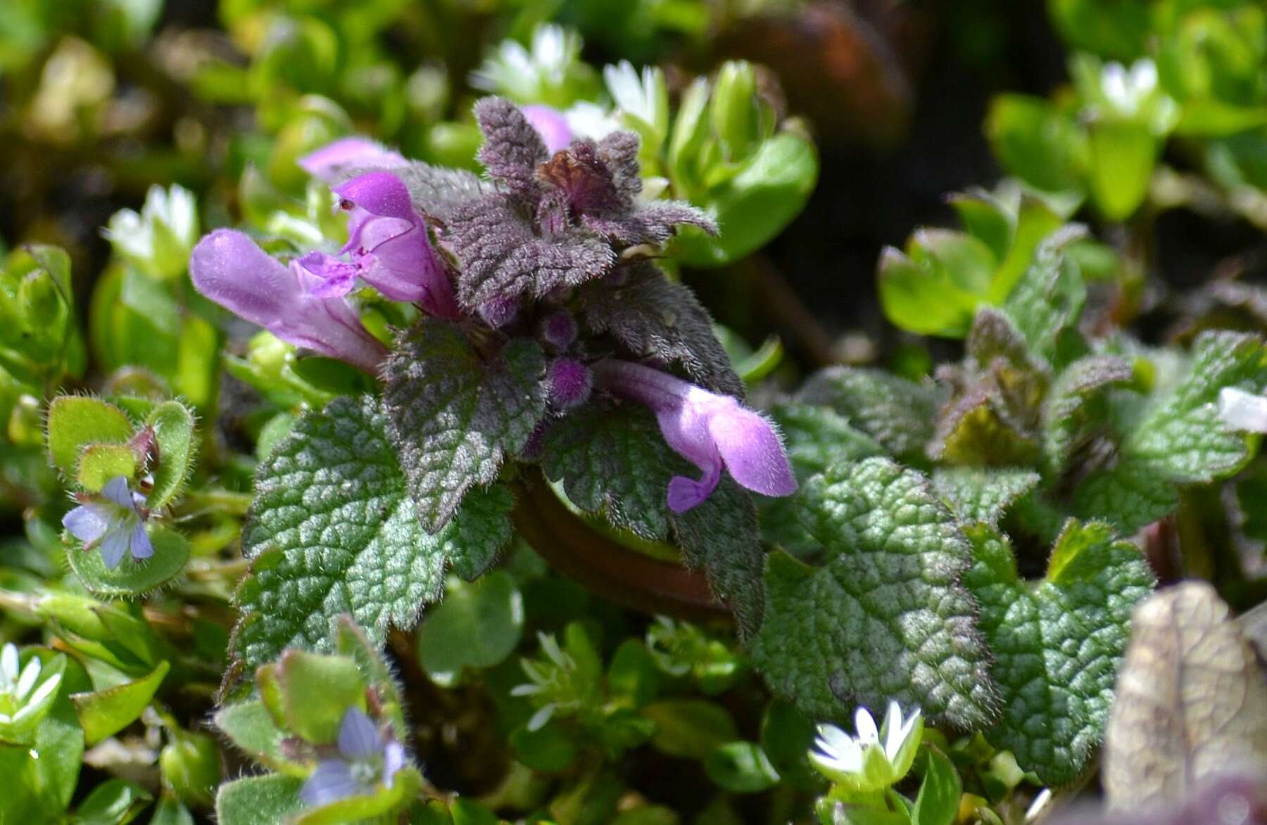 Image of purple archangel