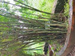 Image of hedge bamboo