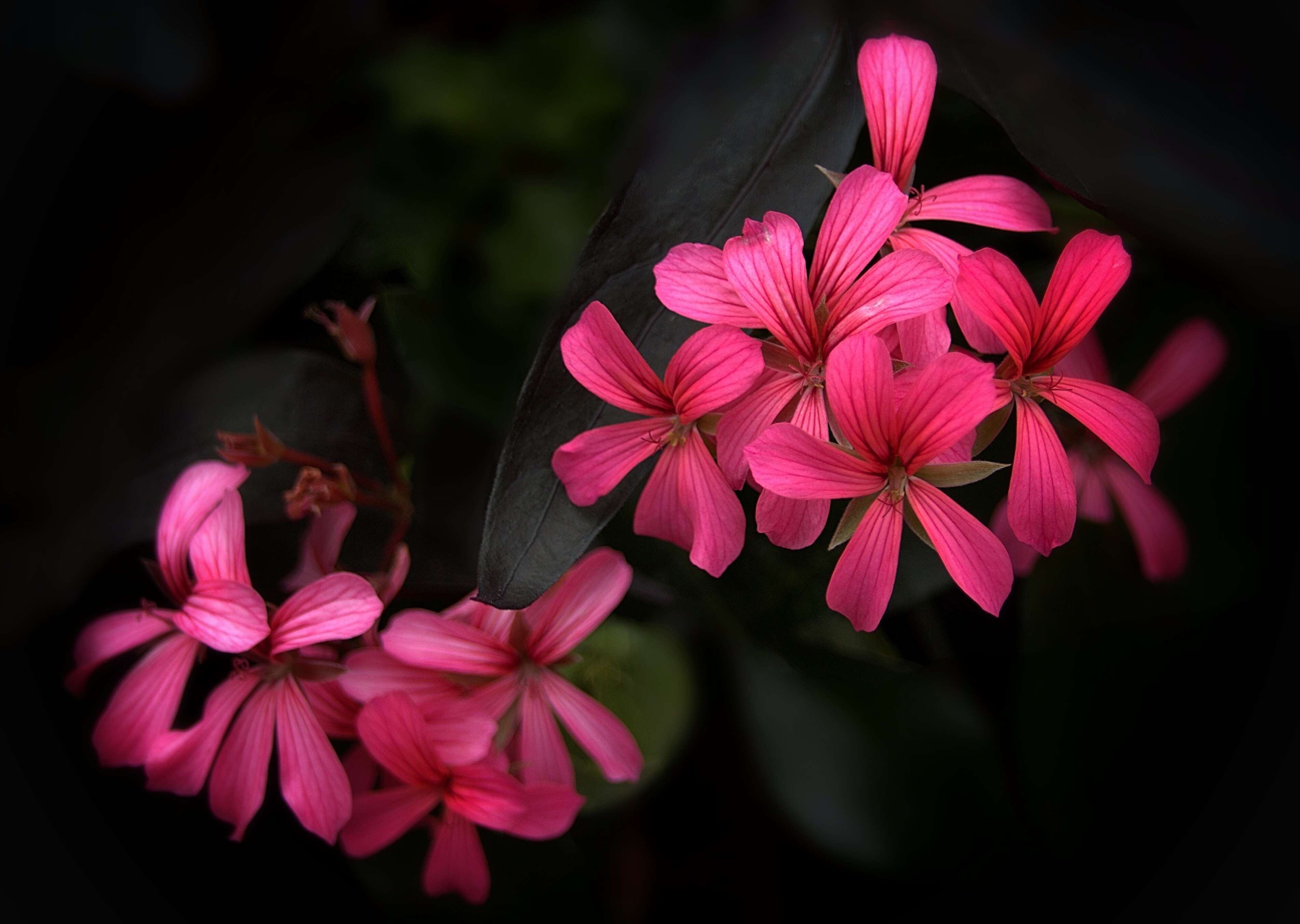 Image of Geranium