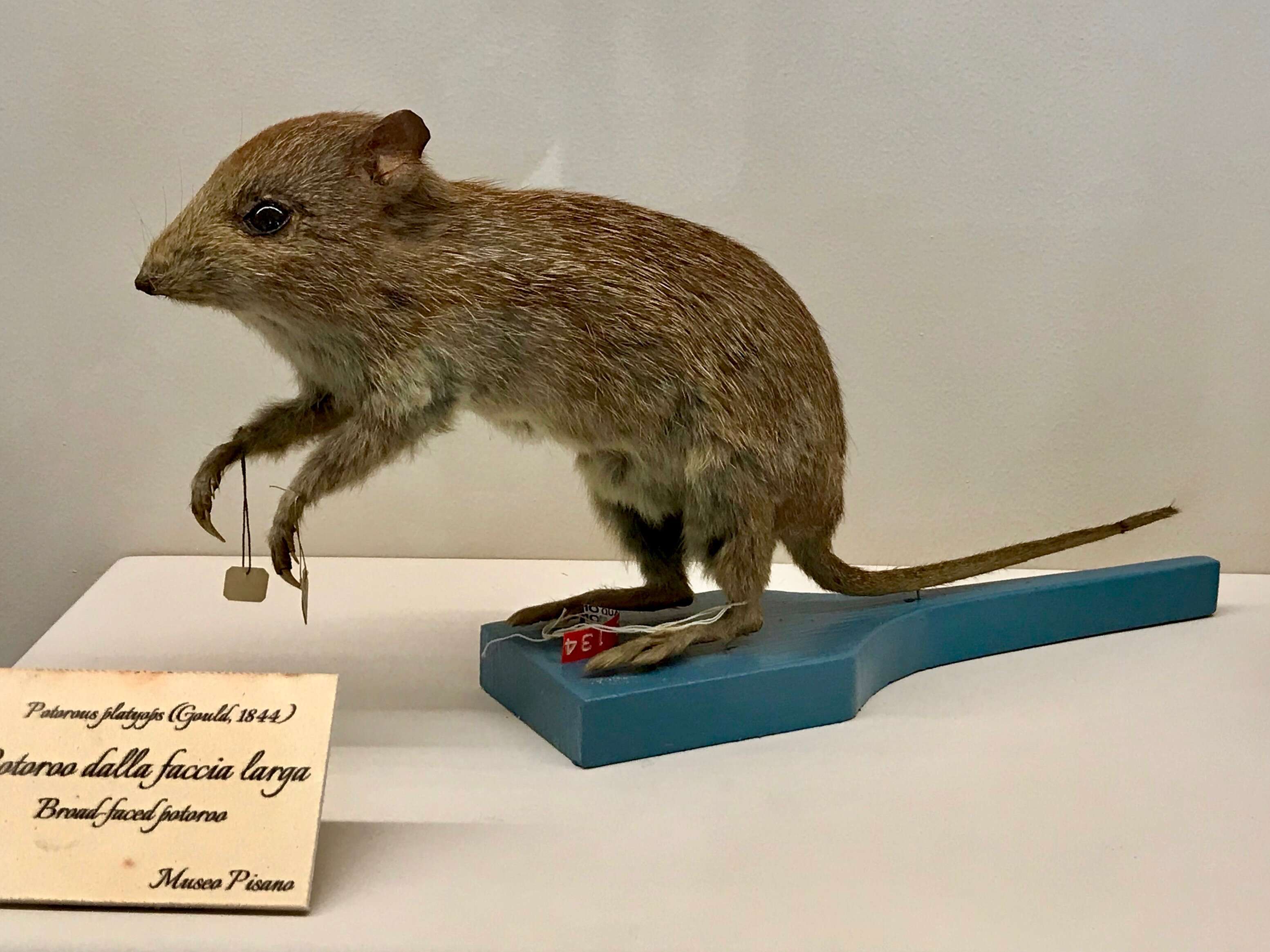 Image of Broad-faced Potoroo