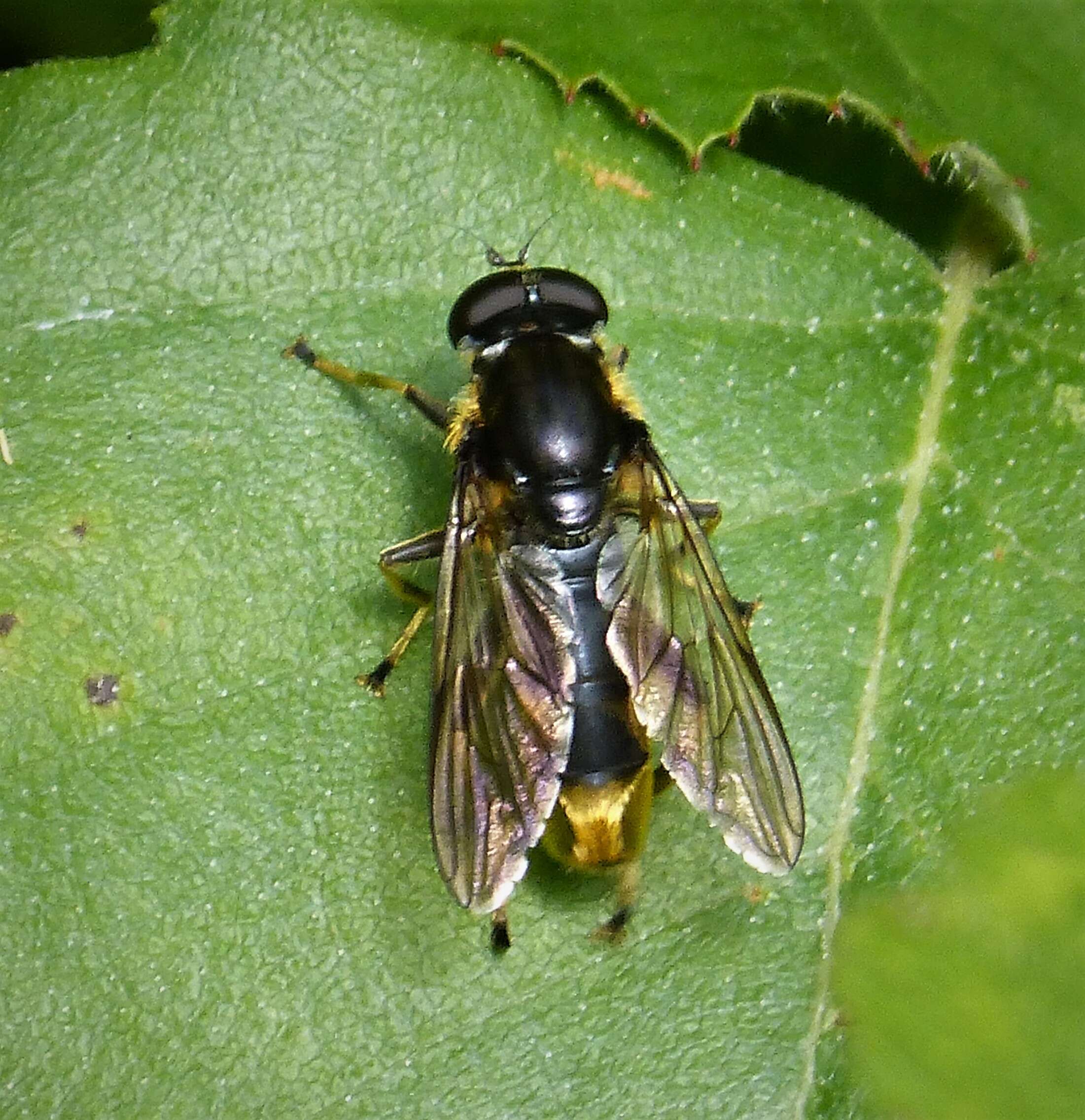 Image of Xylota sylvarum (Linnaeus 1758)