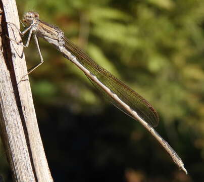 Image of Siberian Winter Damsel