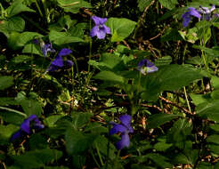 Image of common dog-violet