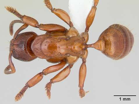 Imagem de Centromyrmex decessor