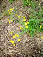 Image of smooth hawksbeard