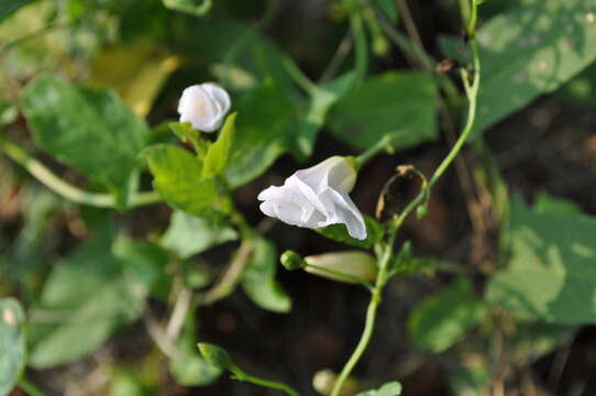 Image of Field Bindweed