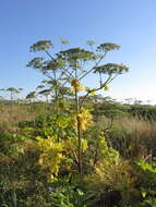 Imagem de Heracleum sosnowskyi Manden.