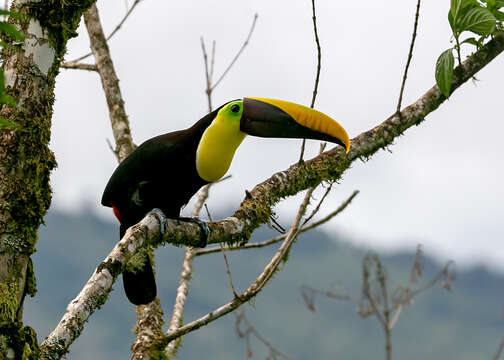 Image of Chestnut-mandibled Toucan