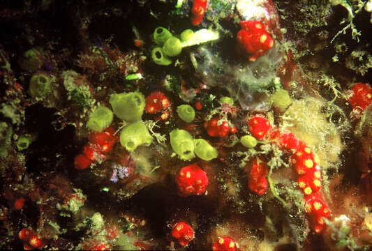 Imagem de Alcyonium coralloides (Pallas 1766)