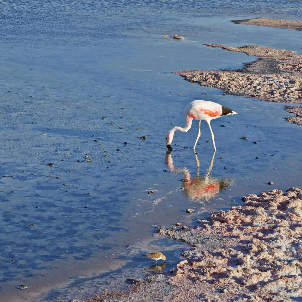 Imagem de Phoenicoparrus Bonaparte 1856