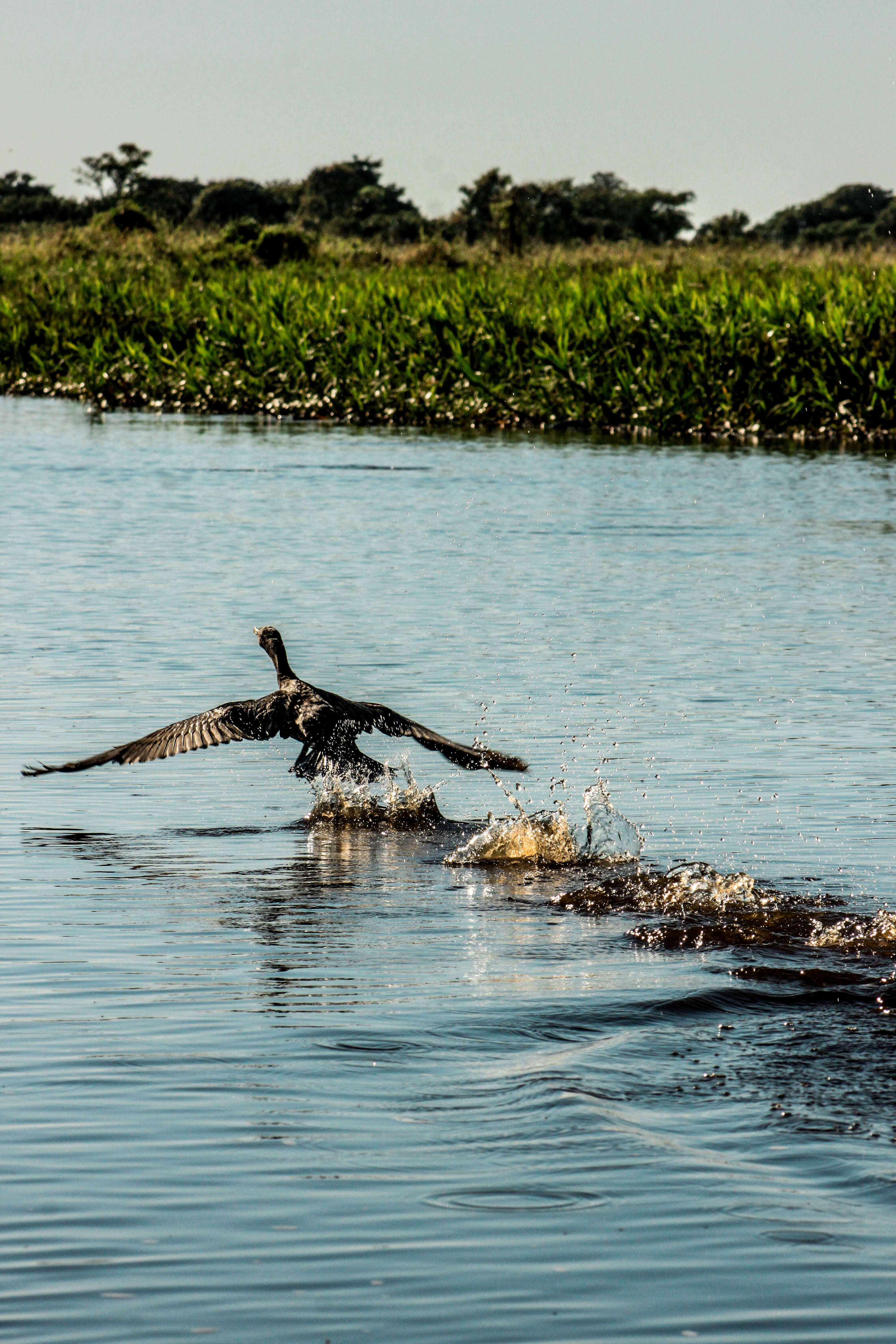 Image of Neotropic Cormorant