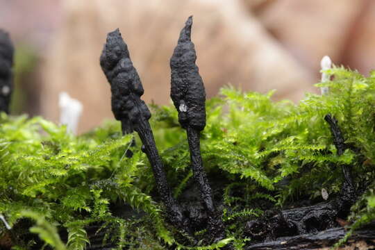 Image of Candle-snuff Fungus