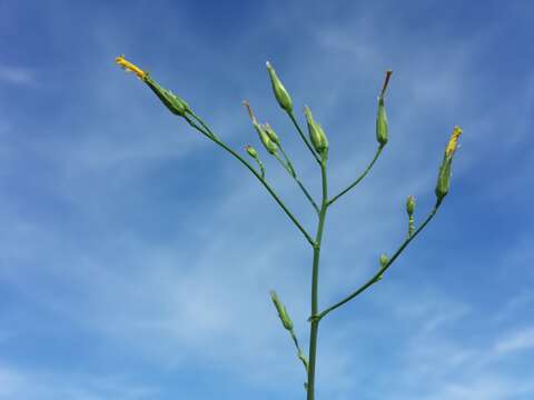 Слика од Lactuca quercina L.