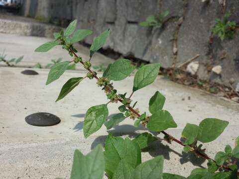 Image of pellitory-of-the-wall