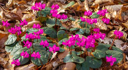 Image of Cyclamen coum Miller