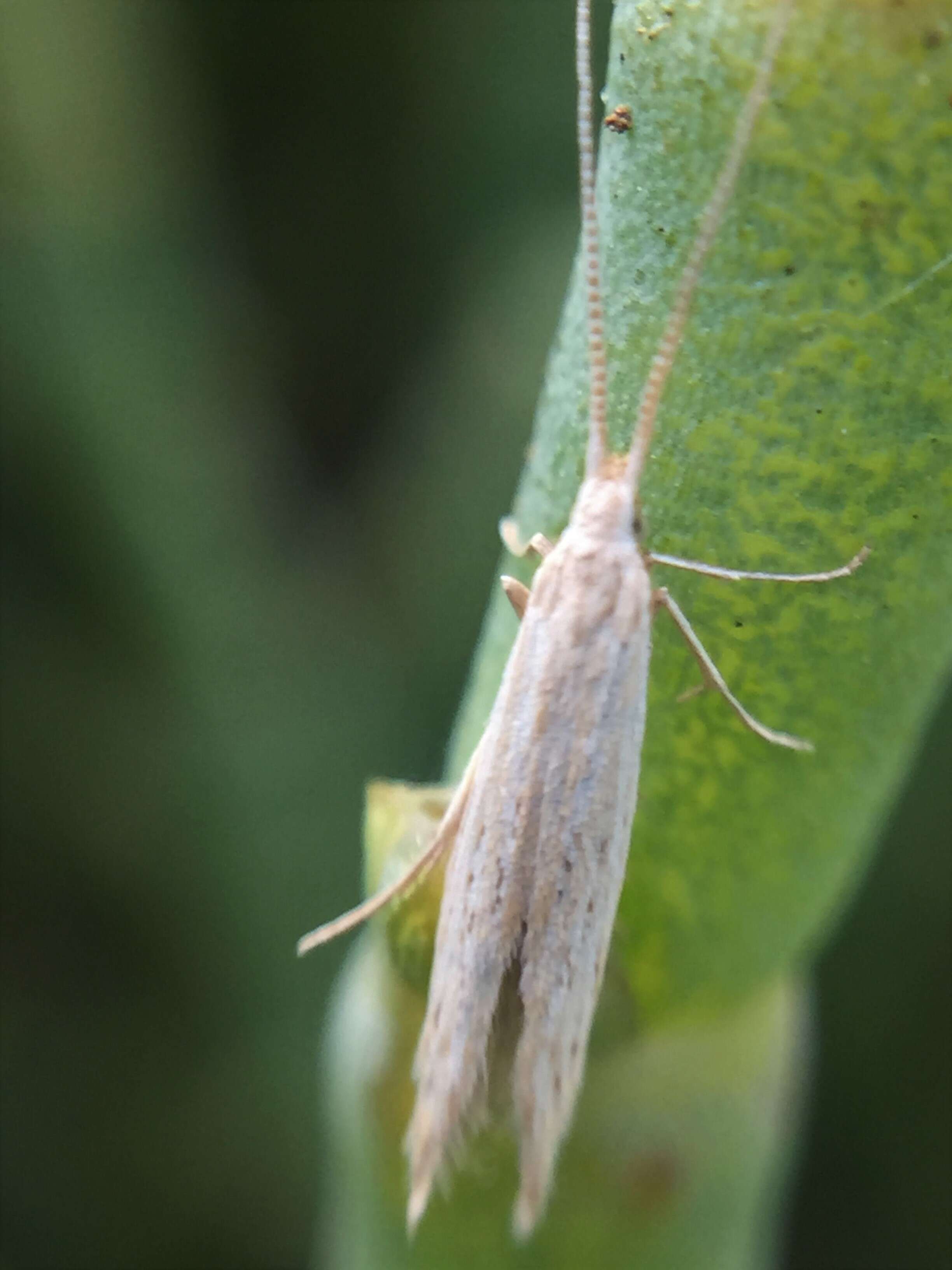 Image of Coleophora versurella Zeller