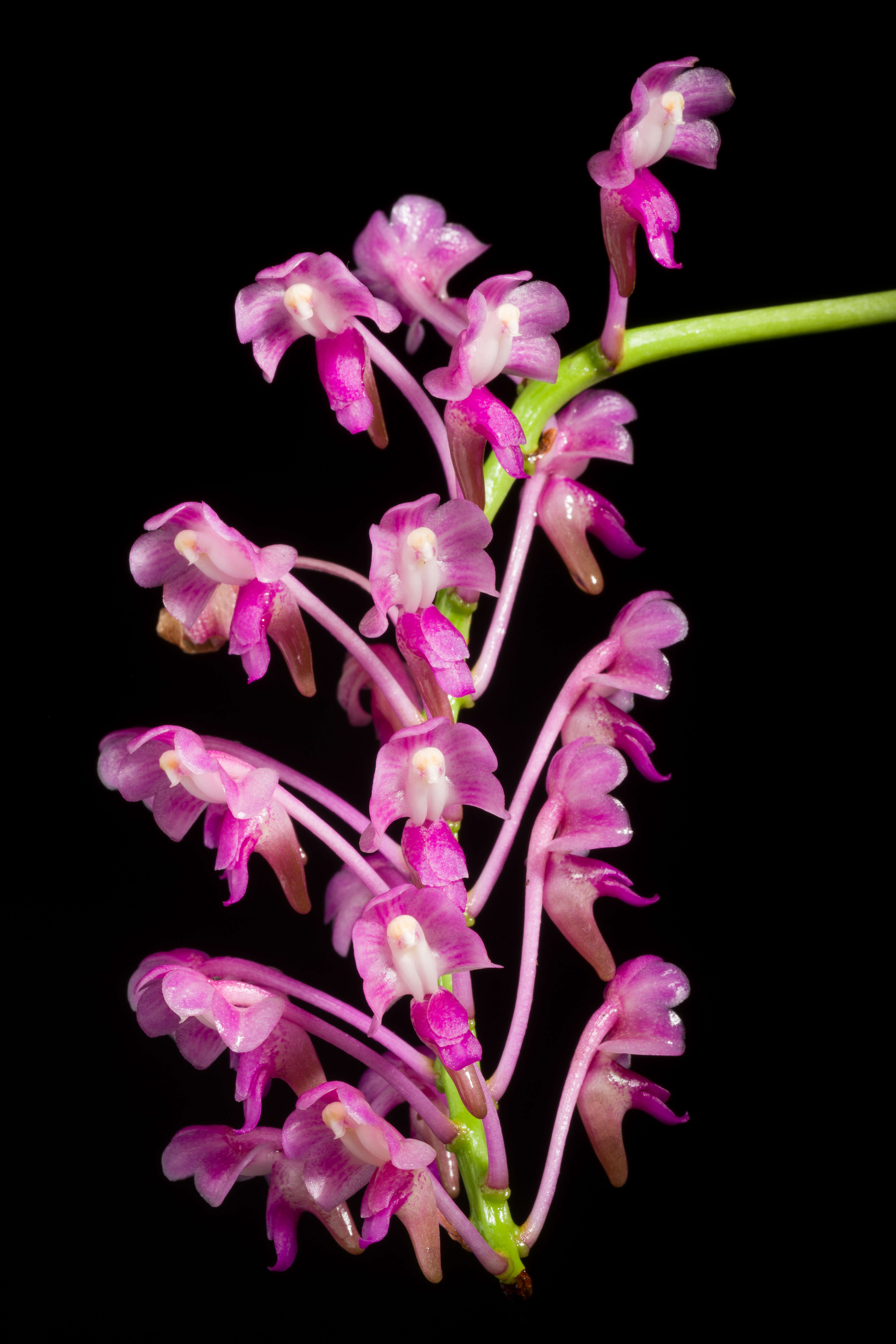 Image of Aerides leeana Rchb. fil.