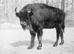 Image of European Bison