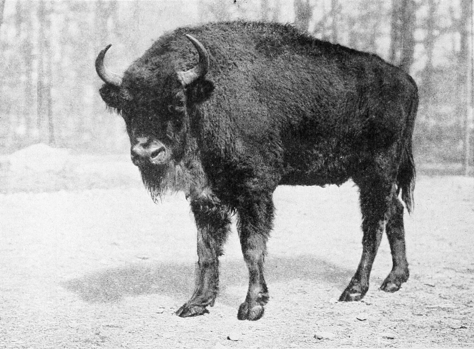 Image of European Bison