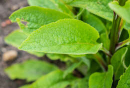 Imagem de Digitalis purpurea L.