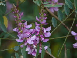 Image de Indigofera cassioides DC.