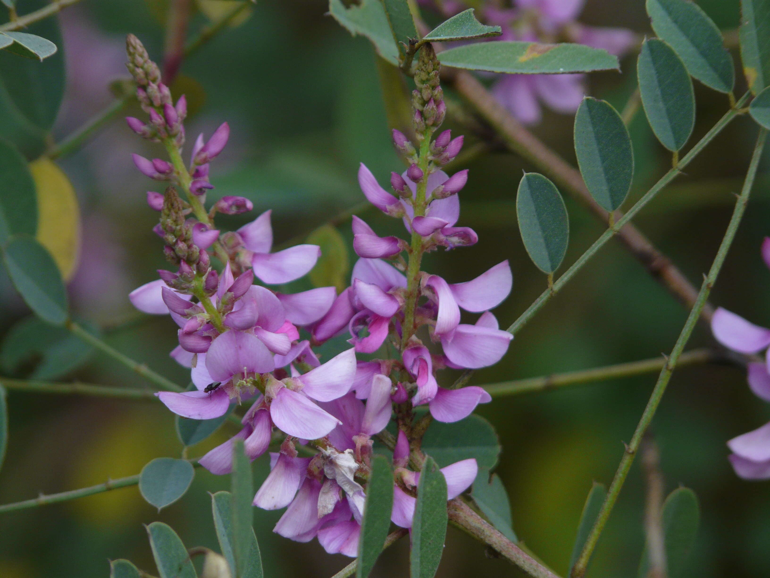 Plancia ëd Indigofera cassioides DC.