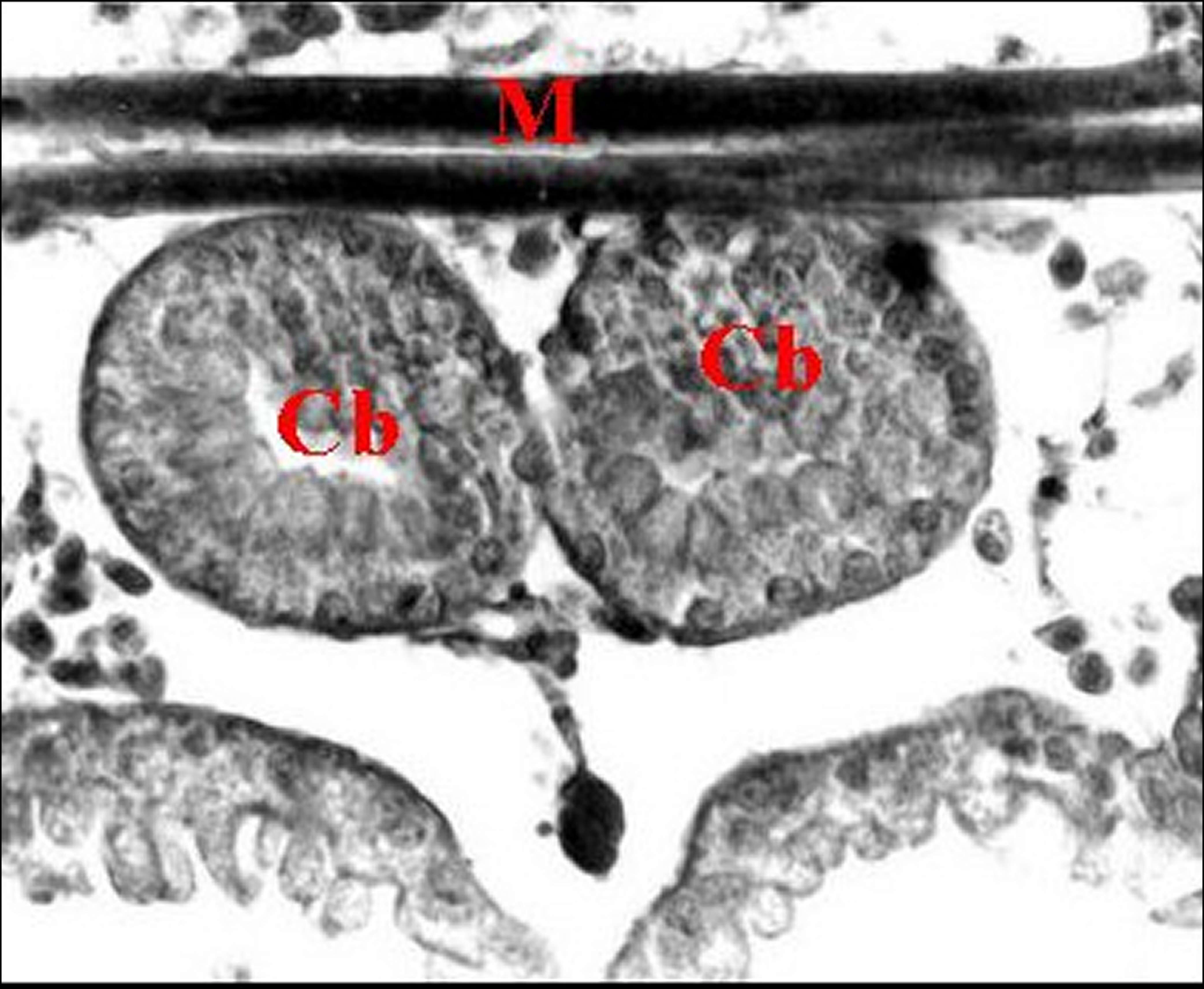 Image of Diguetia canities (McCook 1890)