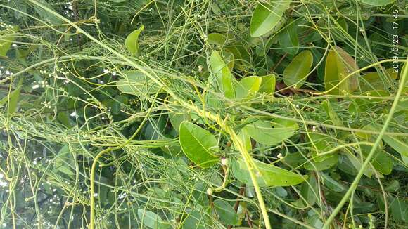 Image of giant dodder