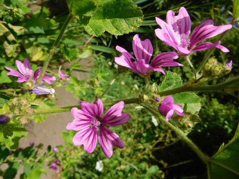 Image de Grande mauve