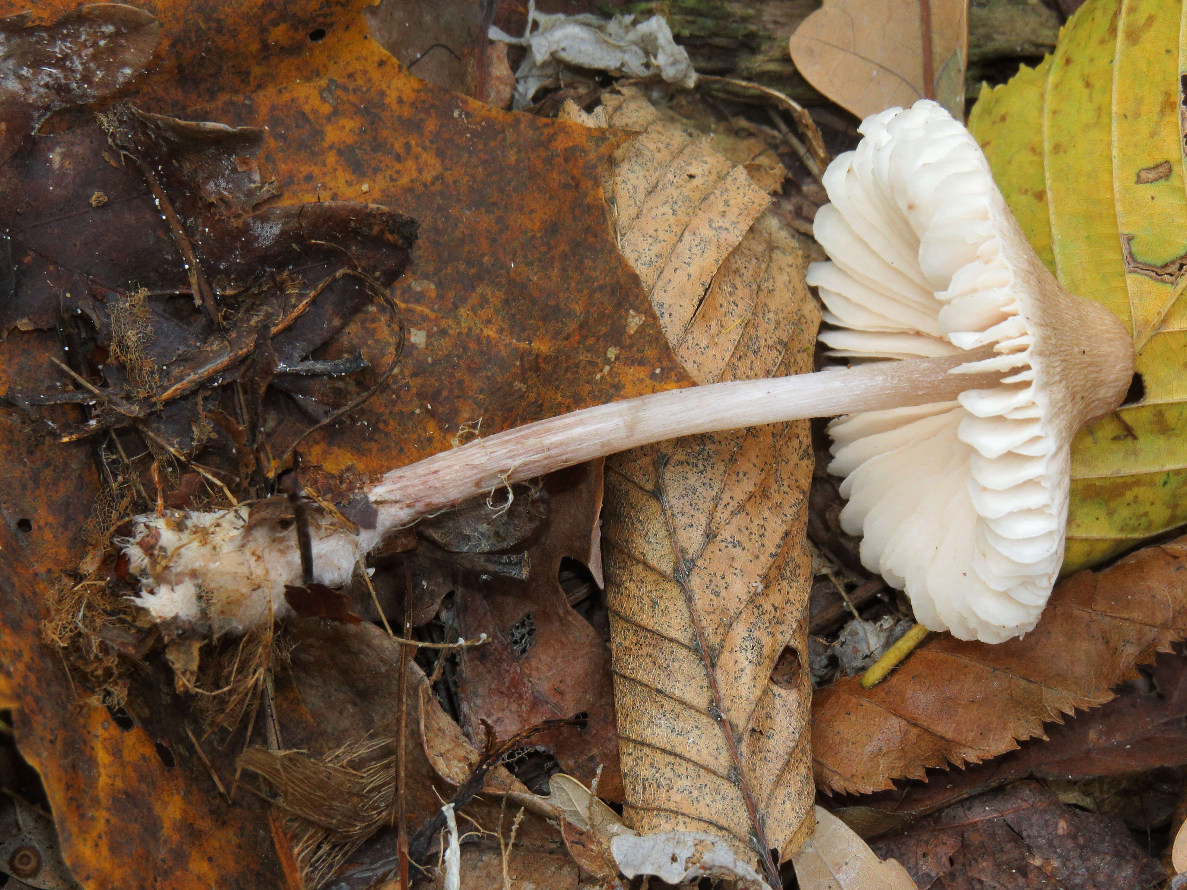 Image of Mycena zephirus (Fr.) P. Kumm. 1871