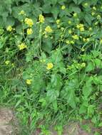 Image of black mustard