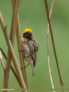 Image of Streaked Weaver