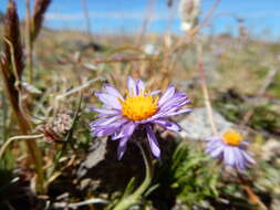 Image of buff fleabane