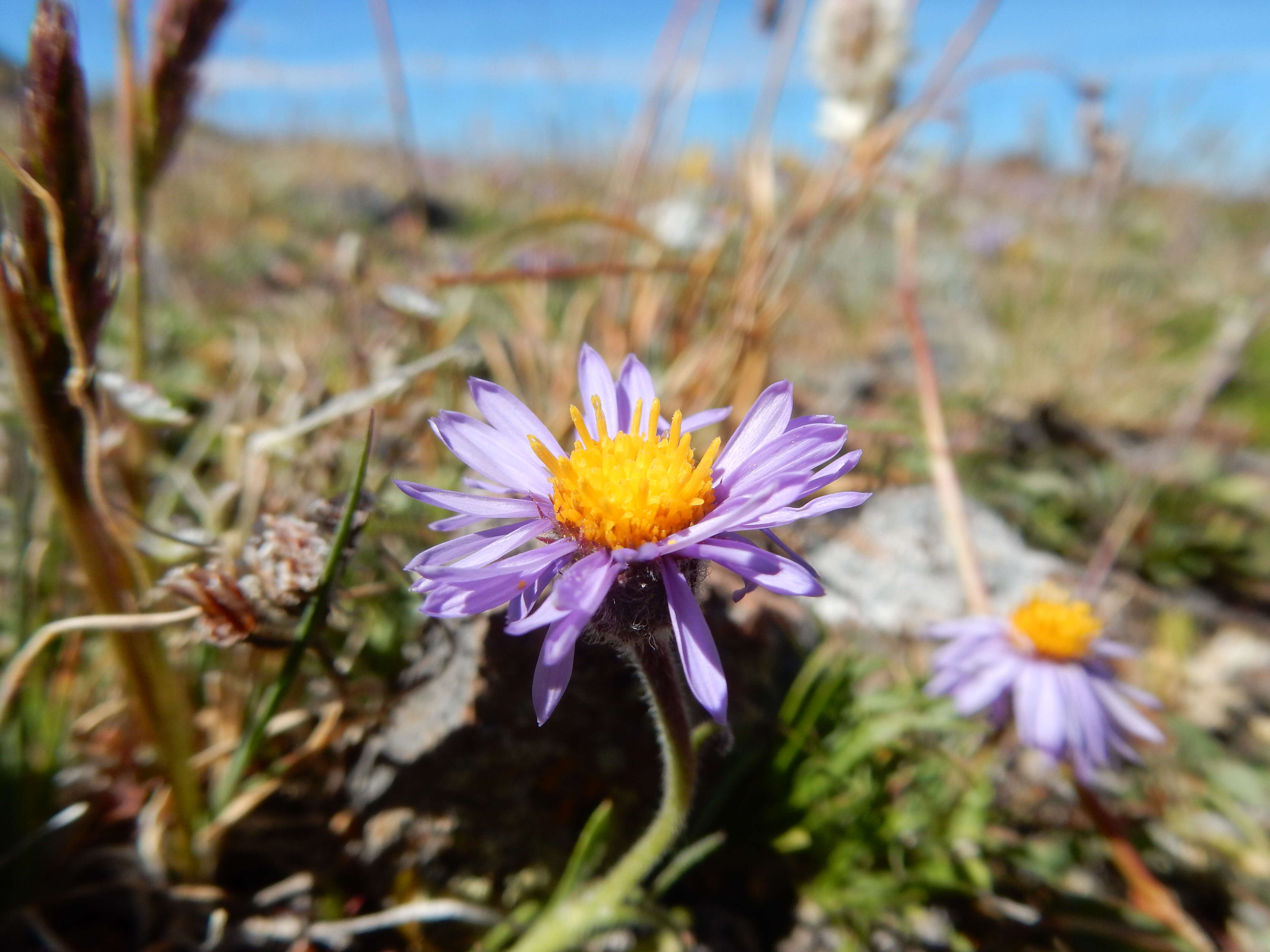 Image of buff fleabane