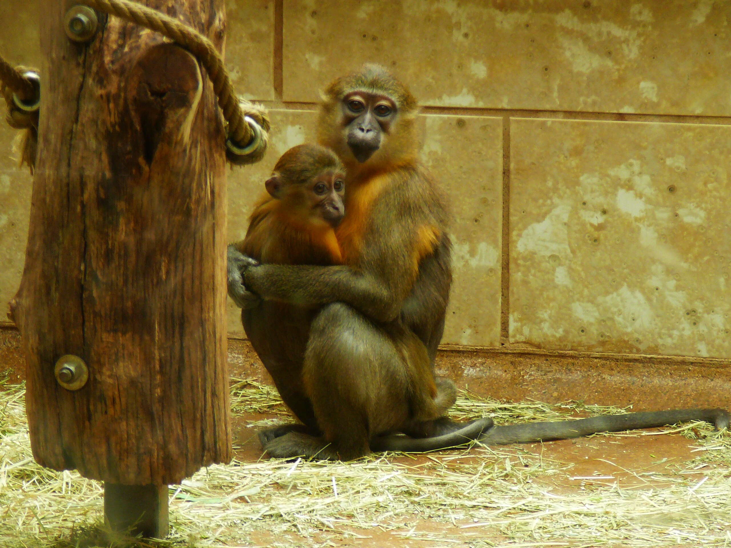 Image of Golden-bellied Mangabey