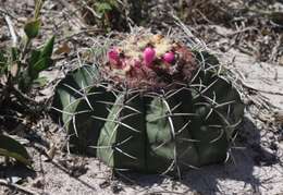 Image of Few-spined Turk's-cap Cactus